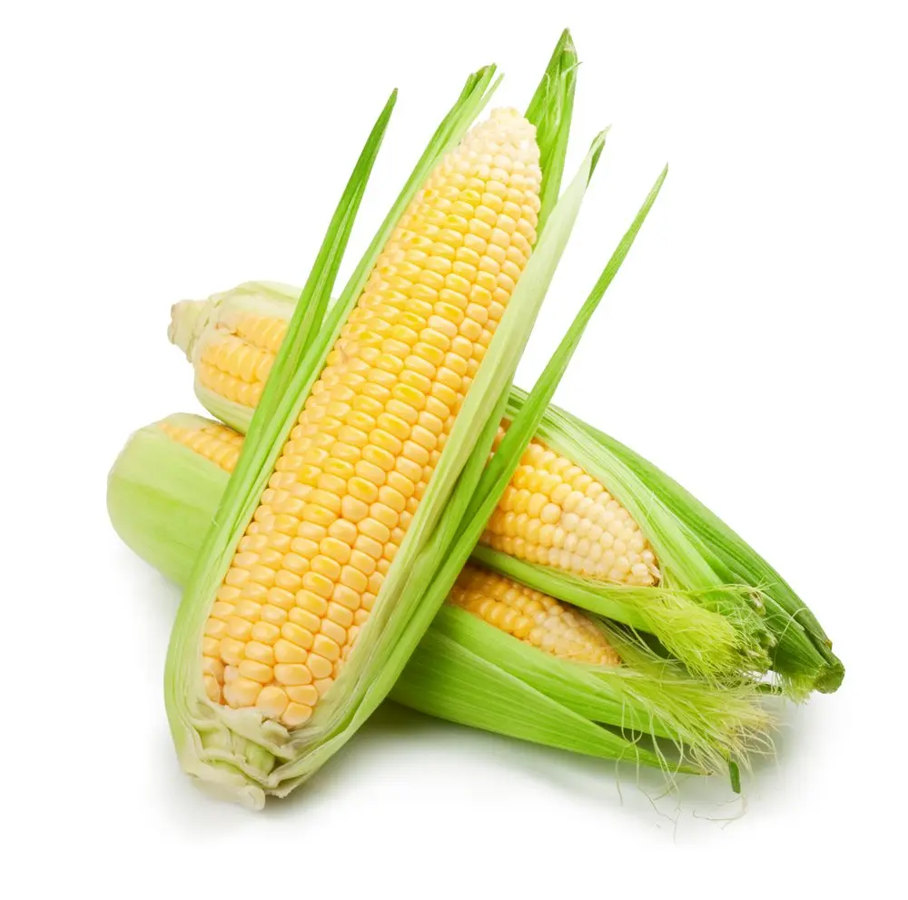 American Sweet Corn मक्का