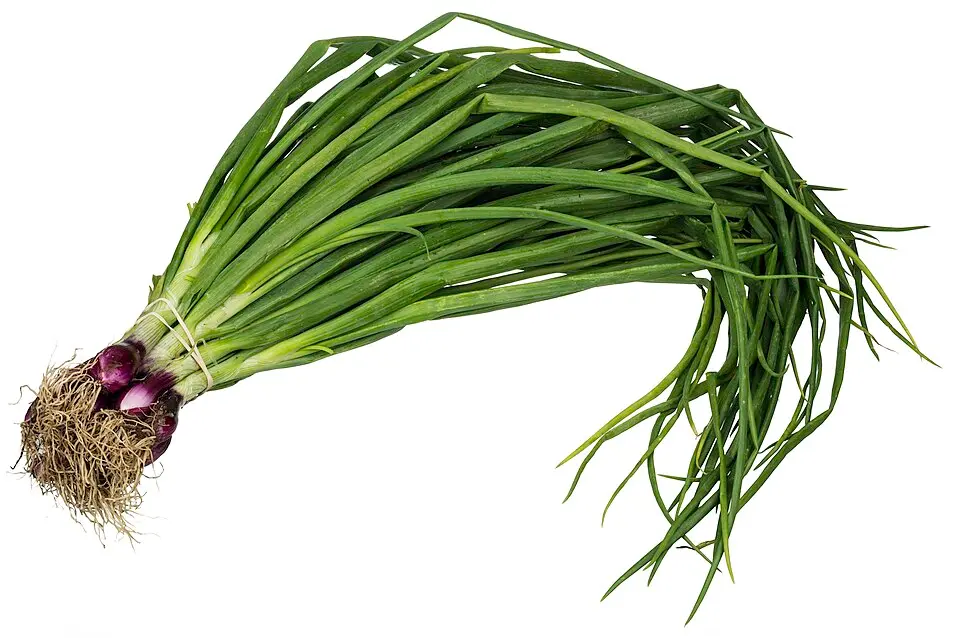 Spring Onion हरी प्याज़