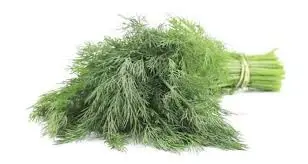 Dill Leaves सुवा भाजी