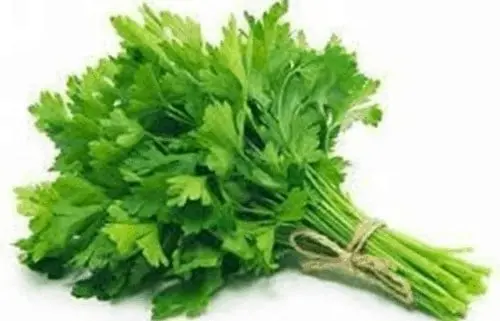 [FNVVEG_0022] Coriander Leaves हरा धनिया