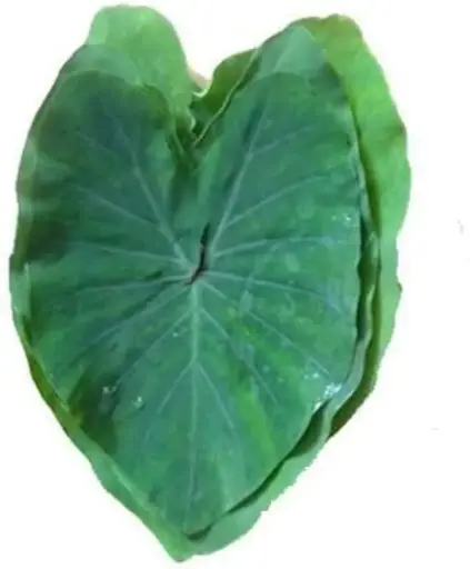[FNVVEG_0020] Colocasia Leaves अरबी के पत्ते