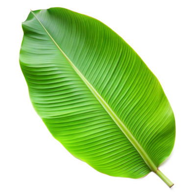[FNVVEG_0004] Banana Leaf केले का पत्ता