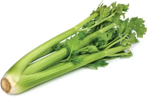 [FNVEXO_0005] Celery सेलेरी