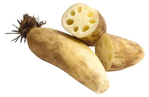 [FNVEXO_0010] Lotus Stem लोटस स्टेम