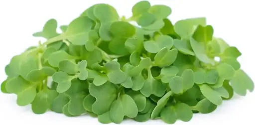 [FNVEXO_0011] Microgreens माइक्रोग्रीन्स